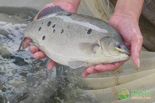 雷達魚會感染寄生蟲嗎?深入解析雷達魚的寄生蟲問題,雷達魚寄生蟲感染風險全解析