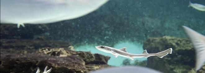 雷達魚會感染寄生蟲嗎?深入解析雷達魚的寄生蟲問題,雷達魚寄生蟲感染風險全解析
