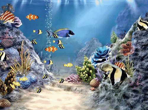 3d水族館動態壁紙破解版（3d水族館動態壁紙破解版體驗）