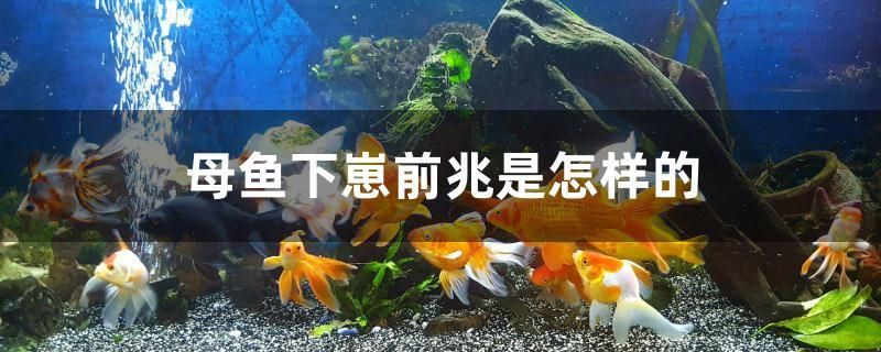 母魚下崽前兆是怎樣的