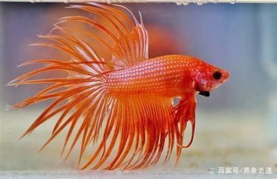 母魚下崽前兆是怎樣的