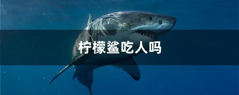 鸚鵡魚(yú)和銀龍魚(yú)混養(yǎng)怎樣喂食 檸檬鯊吃人嗎 觀賞魚(yú)百科 檸檬鯊吃人嗎 檸檬鯊吃人嗎 觀賞魚(yú)百科