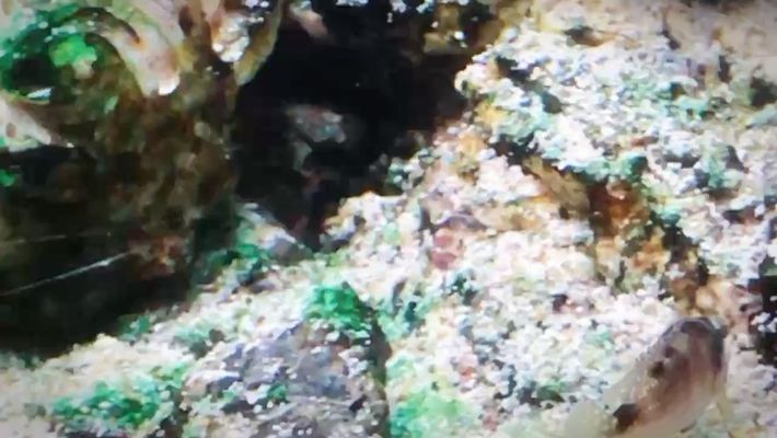 金昌龍魚vs金昌水族批發市場vs金昌水族館vs金昌魚缸批發市場vs祥龍魚場：金昌水族批發市場和祥龍魚場 金昌龍魚vs金昌水族批發市場vs金昌水族館vs金昌魚缸批發市場vs祥龍魚場：金昌水族批發市場和祥龍魚場 祥龍魚場各市分站 第3張