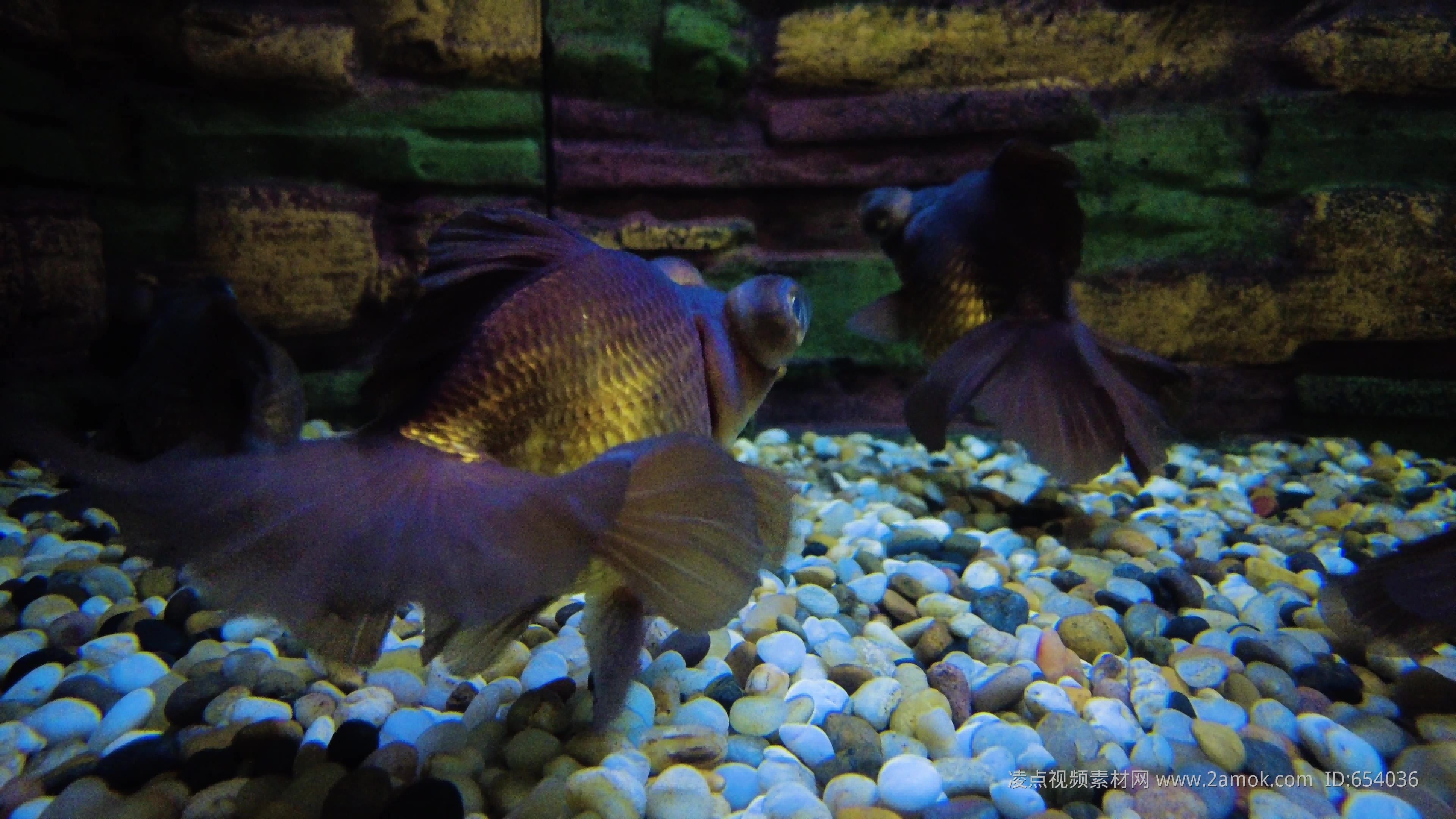 詳細(xì)閱讀:觀賞魚(yú)好看視頻(探索水下世界的奧秘) 觀賞魚(yú)好看視頻(探索水下世界的奧秘)