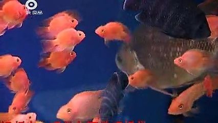 觀賞魚好看視頻（探索水下世界的奧秘） 觀賞魚好看視頻（探索水下世界的奧秘） 觀賞魚百科 第4張