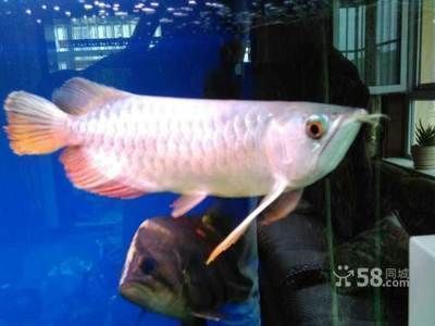 唐山龍魚vs唐山水族批發市場vs唐山水族館vs唐山魚缸批發市場vs祥龍魚場:唐山水族市場