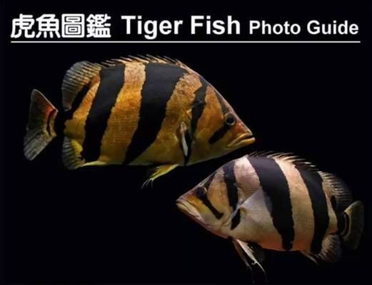 泰國虎魚品種及特征對(duì)比，泰國虎魚品種及特征對(duì)比分析