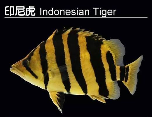 泰國虎魚品種及特征對(duì)比，泰國虎魚品種及特征對(duì)比分析