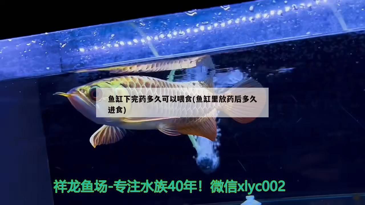 魚缸下完藥多久可以喂食(魚缸里放藥后多久進食)