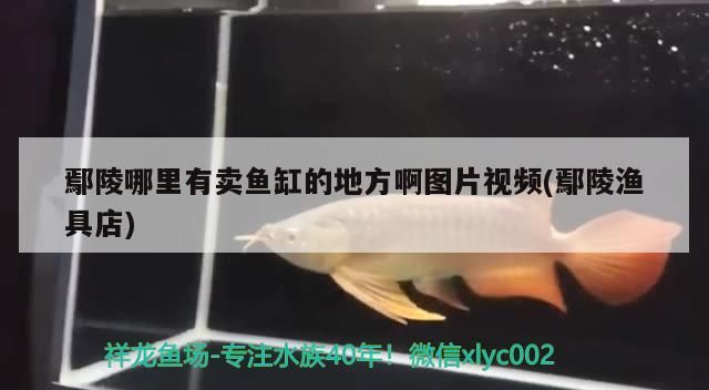 詳細(xì)閱讀:鄢陵哪里有賣(mài)魚(yú)缸的地方啊圖片視頻(鄢陵漁具店) 鄢陵哪里有賣(mài)魚(yú)缸的地方啊圖片視頻(鄢陵漁具店)