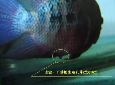 魟魚用藥禁忌：養(yǎng)魟魚用藥禁忌
