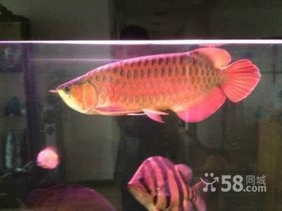 合肥龍魚vs合肥水族批發市場vs合肥水族館vs合肥魚缸批發市場vs祥龍魚場：合肥水族市場以及祥龍魚場 合肥龍魚vs合肥水族批發市場vs合肥水族館vs合肥魚缸批發市場vs祥龍魚場：合肥水族市場以及祥龍魚場 祥龍魚場各市分站 第1張