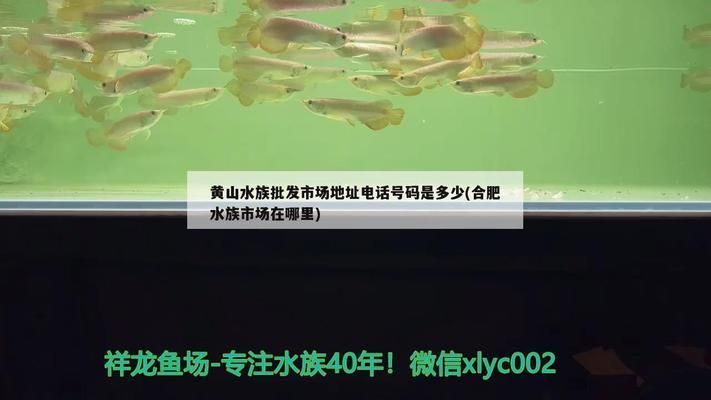 合肥龍魚vs合肥水族批發市場vs合肥水族館vs合肥魚缸批發市場vs祥龍魚場：合肥水族市場以及祥龍魚場 合肥龍魚vs合肥水族批發市場vs合肥水族館vs合肥魚缸批發市場vs祥龍魚場：合肥水族市場以及祥龍魚場 祥龍魚場各市分站 第3張