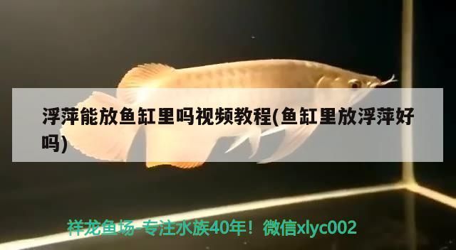 浮萍能放魚缸里嗎視頻教程(魚缸里放浮萍好嗎) 浮萍能放魚缸里嗎視頻教程(魚缸里放浮萍好嗎) 錦鯉魚百科 第2張