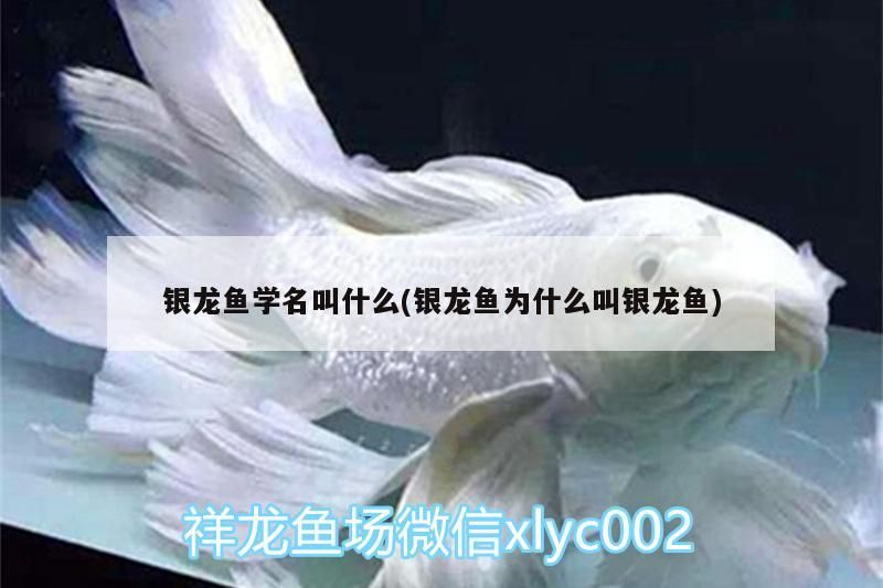銀龍魚學名叫什么(銀龍魚為什么叫銀龍魚)