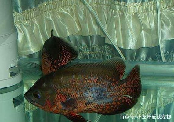 詳細(xì)閱讀:新買的魚缸漏水怎么辦視頻講解(新買的魚缸一側(cè)滲水是啥情況) 新買的魚缸漏水怎么辦視頻講解(新買的魚缸一側(cè)滲水是啥情況)