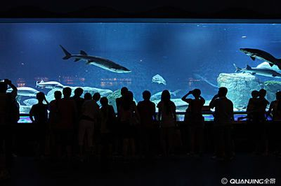 水族館誰負責管理：水族館的管理責任通常由水母館或水族館管理委員會承擔