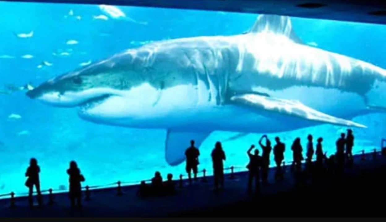水族館誰負責管理：水族館的管理責任通常由水母館或水族館管理委員會承擔
