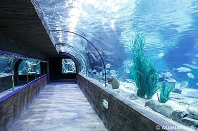 水族館誰負(fù)責(zé)管理：水族館的管理責(zé)任通常由水母館或水族館管理委員會(huì)承擔(dān) 水族館誰負(fù)責(zé)管理：水族館的管理責(zé)任通常由水母館或水族館管理委員會(huì)承擔(dān) 水族館百科（水族館加盟） 第4張