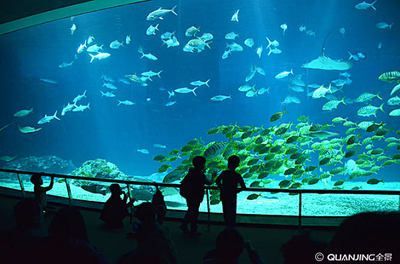 水族館誰負(fù)責(zé)管理：水族館的管理責(zé)任通常由水母館或水族館管理委員會(huì)承擔(dān) 水族館誰負(fù)責(zé)管理：水族館的管理責(zé)任通常由水母館或水族館管理委員會(huì)承擔(dān) 水族館百科（水族館加盟） 第5張