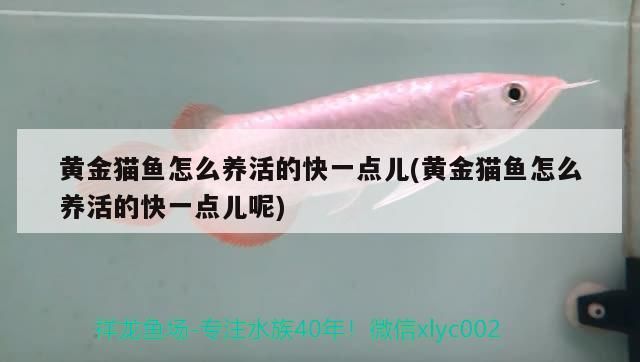 黃金貓魚怎么養(yǎng)活的快一點兒(黃金貓魚怎么養(yǎng)活的快一點兒呢)