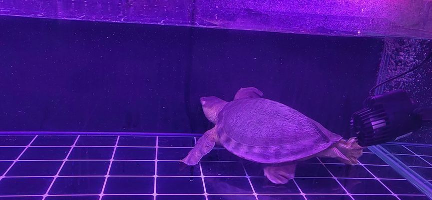 豬鼻龜下蛋視頻大全：大部分探索豬鼻龜下于蛋的奧秘