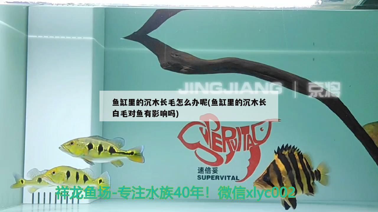 魚缸里的沉木長毛怎么辦呢(魚缸里的沉木長白毛對魚有影響嗎) 魚缸里的沉木長毛怎么辦呢(魚缸里的沉木長白毛對魚有影響嗎) 黃金貓魚百科 第3張