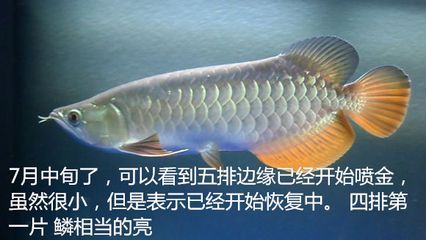 金龍魚幼魚光照需求研究：金龍魚幼魚光照對水質影響研究 金龍魚幼魚光照需求研究：金龍魚幼魚光照對水質影響研究 金龍魚百科 第6張