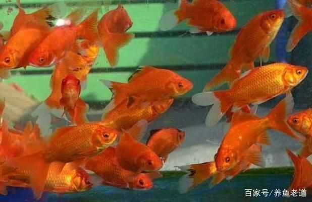 孔雀魚燒尾，原因、預(yù)防與治療全解析，孔雀魚燒尾的原因、預(yù)防措施及治療方法全解析