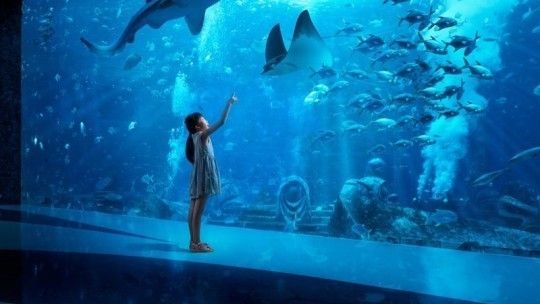 失落的空間水族館簡介（三亞亞特蘭蒂斯水族館特色展覽介紹失落的空間水族館） 失落的空間水族館簡介（三亞亞特蘭蒂斯水族館特色展覽介紹失落的空間水族館） 水族館百科（水族館加盟） 第6張