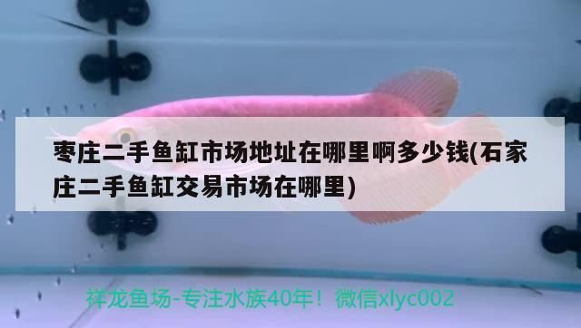 棗莊二手魚缸市場地址在哪里啊多少錢(石家莊二手魚缸交易市場在哪里)