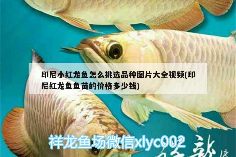 印尼小紅龍魚(yú)怎么挑選品種圖片大全視頻(印尼紅龍魚(yú)魚(yú)苗的價(jià)格多少錢(qián))