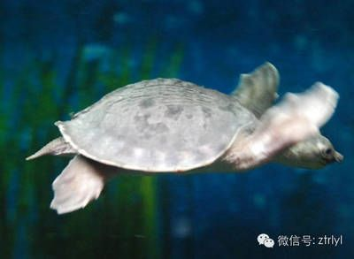 豬鼻龜身上白色腐爛漂浮水面不動：豬鼻龜背甲白色腐爛)-龍魚批發病癥狀鑒別方法