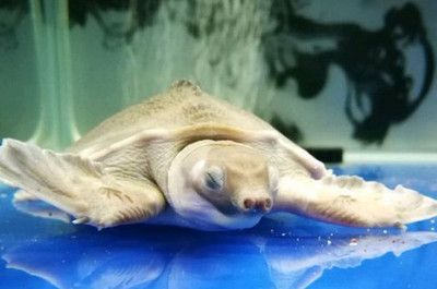 豬鼻龜身上白色腐爛漂浮水面不動：豬鼻龜背甲白色腐爛)-龍魚批發病癥狀鑒別方法
