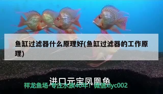 魚缸過濾器什么原理好(魚缸過濾器的工作原理) 元寶鳳凰魚百科 第3張 魚缸過濾器什么原理好(魚缸過濾器的工作原理) 魚缸過濾器什么原理好(魚缸過濾器的工作原理) 元寶鳳凰魚百科 第3張