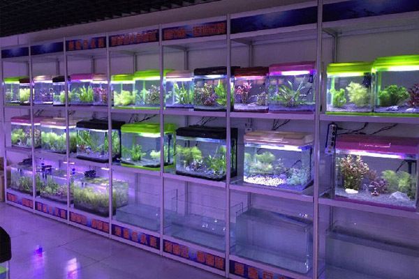 水族館加盟條件及費用表圖片大全集（水族館加盟條件及費用表）