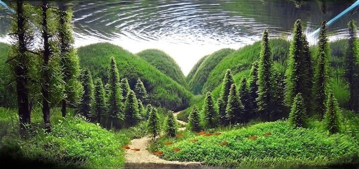 水族館組缸設計圖：水族館組缸設計圖是什么 水族館組缸設計圖：水族館組缸設計圖是什么 水族館百科（水族館加盟） 第3張