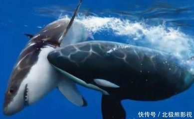 虎鯨與鯊魚的生態(tài)關(guān)系，虎鯨與鯊魚在海洋生態(tài)系統(tǒng)中既有競爭關(guān)系也有捕食關(guān)系