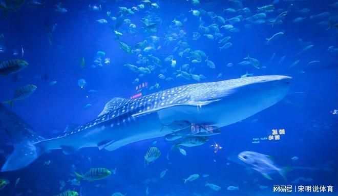 海洋生物在水族館中的適應性（水族館如何模擬深海環境,水族館生物的日常護理方法）