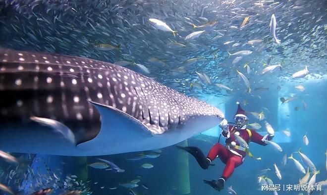 海洋生物在水族館中的適應性（水族館如何模擬深海環境,水族館生物的日常護理方法）