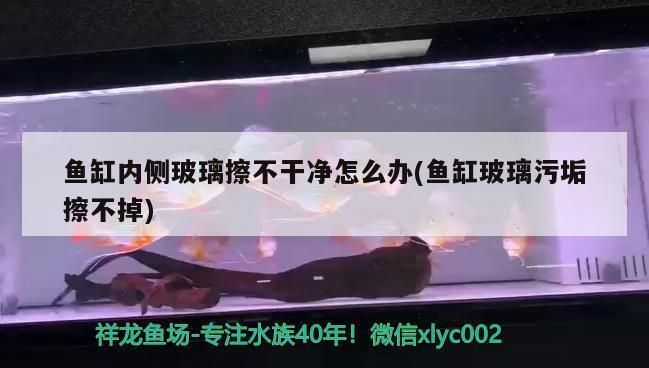 天津龍魚vs天津水族批發(fā)市場vs天津水族館vs天津魚缸批發(fā)市場vs祥龍魚場：天津地區(qū)的五個(gè)主要水產(chǎn)市場 天津龍魚vs天津水族批發(fā)市場vs天津水族館vs天津魚缸批發(fā)市場vs祥龍魚場：天津地區(qū)的五個(gè)主要水產(chǎn)市場 祥龍魚場各市分站 第5張
