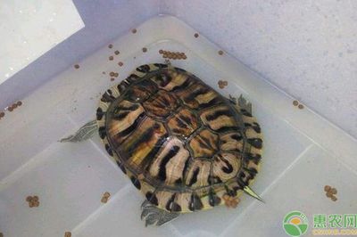 錦鯉魚爛尾爛鰭，病因、治療與預防措施，錦鯉魚爛尾爛鰭的病因分析、治療方法及預防措施