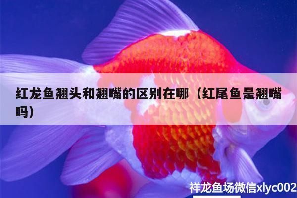 大湖魚紅龍分高背和低背嗎:大湖紅龍魚高背與低背的區別紅龍魚高背與低背的區別 大湖紅龍魚百科 第5張 大湖魚紅龍分高背和低背嗎:大湖紅龍魚高背與低背的區別紅龍魚高背與低背的區別 大湖魚紅龍分高背和低背嗎:大湖紅龍魚高背與低背的區別紅龍魚高背與低背的區別 大湖紅龍魚百科 第5張