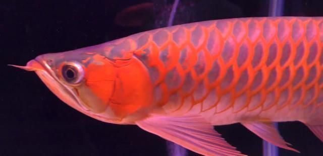 紅龍魚(yú)怎么看血統(tǒng)好壞：如何鑒別紅龍魚(yú)血統(tǒng)好壞