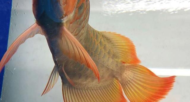 紅龍魚(yú)怎么看血統(tǒng)好壞：如何鑒別紅龍魚(yú)血統(tǒng)好壞