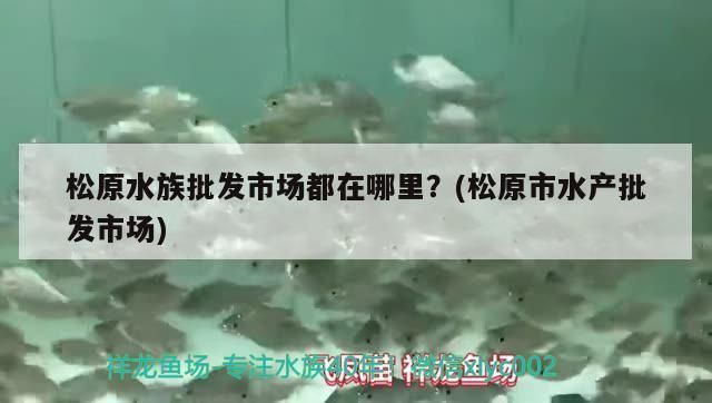 松原龍魚vs松原水族批發市場vs松原水族館vs松原魚缸批發市場vs祥龍魚場：松原水族批發市場