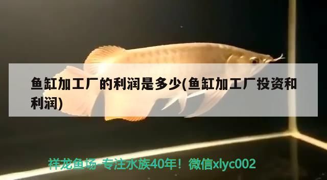 魚缸加工廠的利潤是多少(魚缸加工廠投資和利潤)