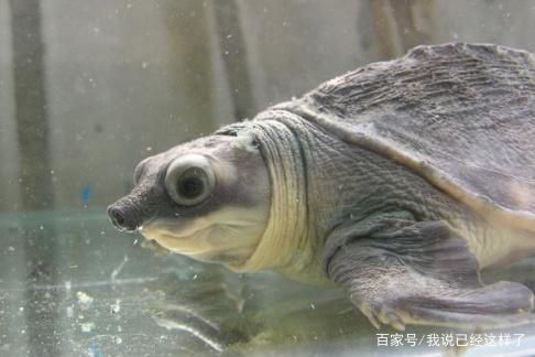 豬鼻龜怎么喂食長得快些：豬鼻龜怎么養