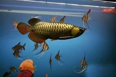養(yǎng)虎魚(yú)有什么風(fēng)水說(shuō)法：養(yǎng)虎魚(yú)有什么風(fēng)水講究