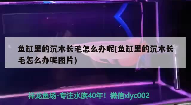 魚缸里的沉木長毛怎么辦呢(魚缸里的沉木長毛怎么辦呢圖片) 錦鯉魚百科 第3張 魚缸里的沉木長毛怎么辦呢(魚缸里的沉木長毛怎么辦呢圖片) 魚缸里的沉木長毛怎么辦呢(魚缸里的沉木長毛怎么辦呢圖片) 錦鯉魚百科 第3張